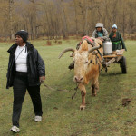 Simply Amazing: Mongol fever